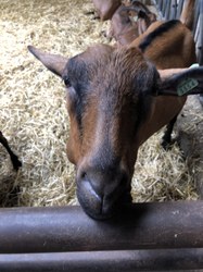  Durbuy 2019  – visite de la chèvrerie d'Ozo, visite de Durbuy en petit train et du parc topiaire